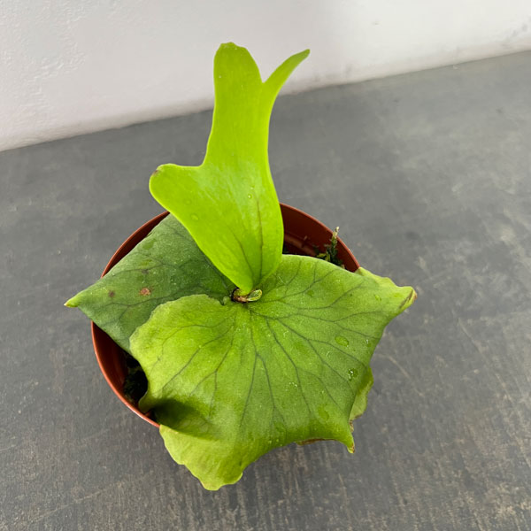 楽天市場】ビカクシダ ヒリー（観葉植物｜花・観葉植物）：花