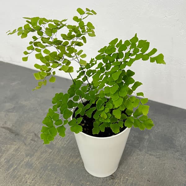 観葉植物/アジアンタム：スクータムロゼウム 4号鉢植え