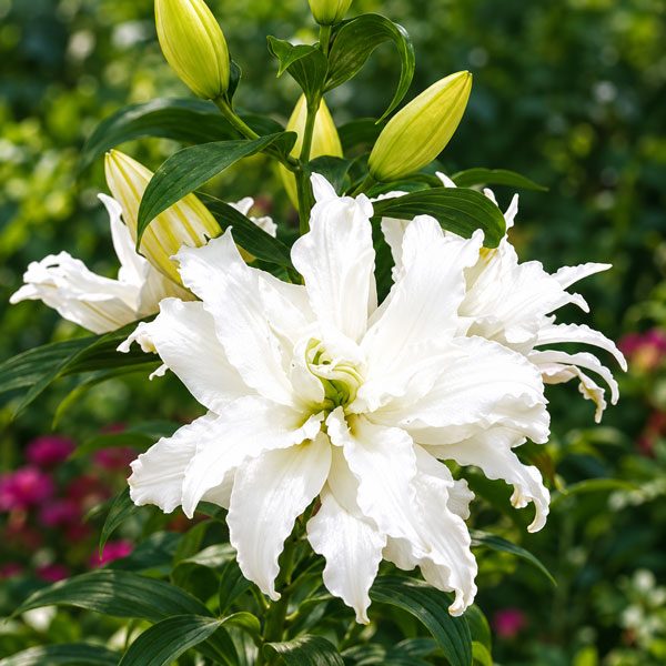 小型 秋〜春植え球根 百合球根/ユリ：カサブランカ（八重咲き）ヌナブト1球入り「ヌナブト」は八重咲きの巨大輪品種です。白い花弁を大きく広げるその花姿は、オリエンタルリリーの人気品種「カサブランカ」を八重咲きにしたようで、豪華さと上品な芳香が楽しめます。タイプユリ科の耐寒性球根植物植付期10-4月花期7月頃草丈70-100cm栽培方法：到着後、球根が乾かないうちに早めに植え付けてください。植え場所は日向を好みます。鉢植えの場合は赤玉土6、腐葉土4の割合で9号以上の深鉢に植え付けます。プランターの場合は標準的な長さ65cmのプランター1つで3球が目安です。球根の高さの3倍くらいの深さが植付けの目安です。ゆりは球根の上にのびた茎から根が伸び、この根が養分を吸収しますので、なるべく深く植えるのがポイントです。寒さに強いので、戸外で水を切らさないように管理します。春になって芽が伸び始めたら液肥や化成肥料を追肥します。花が咲き終わったら、花柄を切り取りますが、葉や茎は残すようにして球根を太らせます。鉢植えの場合は毎年秋に地上部が枯れたら堀りあげ、なるべく早く新しい土でまた植え付けてください。庭植えの場合は植えたまま毎年花を楽しむことができます。写真は開花時のイメージです。※球根に細かな傷がある場合がありますが、生育には支障ありません。ユリ：カサブランカ（八重咲き）ヌナブト1球入りの栽培ガイド秋植え球根のダブルデッカー植え球根の植付け秋植え球根植えっぱなしで毎年咲く、おすすめの球根植物
