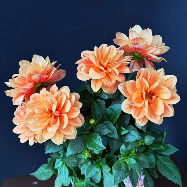 草花の苗/ダリア：ラベラ・オレンジ 5号鉢植え