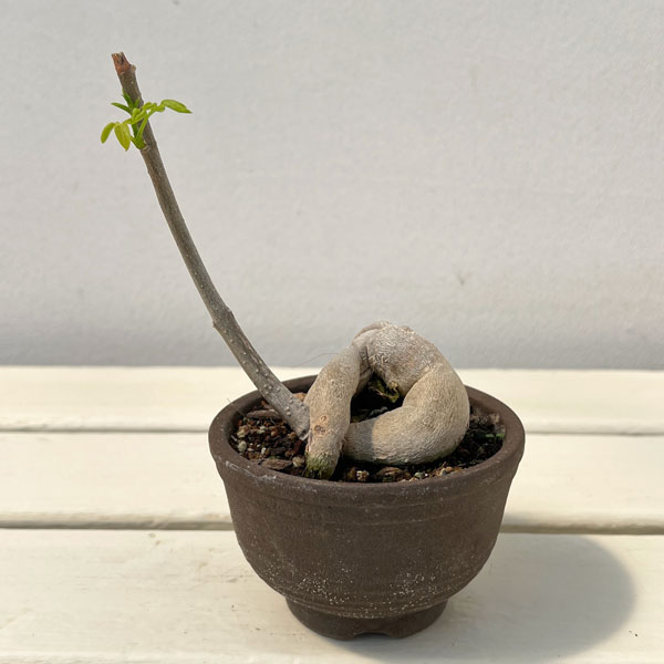 楽天市場】モリンガ（観葉植物｜花・観葉植物）：花・ガーデン・DIYの通販