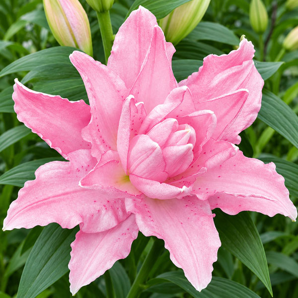 小型 八重咲きオリエンタル百合 秋植え球根 開花期7-8月球根/ユリ：ラッキーリリー ラッキーワン1球入り「ラッキー（幸運）」と名付けられた可愛らしい品種のユリです。華やかな八重咲きで花もちが良く、花粉も少ないので切り花でも楽しめます。「ラッキーワン」は桃色の八重咲きで、咲き始めに中心部が緑がかったクリーム色になるのが特徴。丈夫で育てやすく、草丈もよく伸びます。植えつけ適期10-3月開花期7-8月草丈約80-90cm用途切花・花壇・鉢植え栽培方法：到着後は球根が乾かないうちに、明るい日陰に早めに植え付けてください。鉢植えは赤玉土6・腐葉土4の用土で、9号以上の深鉢に植えます。65cmの標準プランターなら3球が目安です。球根の上の茎から養分を吸収する根が伸びるため、球根の高さの約3倍の深さに植え付けます。寒さに強く、戸外で水を切らさず管理できます。春に芽が伸び始めたら、液肥や化成肥料を追肥してください。花後は花柄を切り、葉と茎を残して球根を太らせます。鉢植えは毎年秋、地上部が枯れたら掘り上げ、早めに新しい土で植え直してください。庭植えは、環境が合えば植えたまま毎年花を楽しめます。鉢植えは土の劣化や球根の混み合いを防ぐため、秋に地上部が枯れてから植え替えるのがおすすめです。写真は開花時のイメージです。※球根に細かな傷がある場合がありますが、生育には支障ありません。ユリ：ラッキーリリー ラッキーワン1球入りの栽培ガイド秋植え球根のダブルデッカー植え球根の植付け秋植え球根【秋植え球根】植えつけ深さの目安植えっぱなしで毎年咲く、おすすめの球根植物