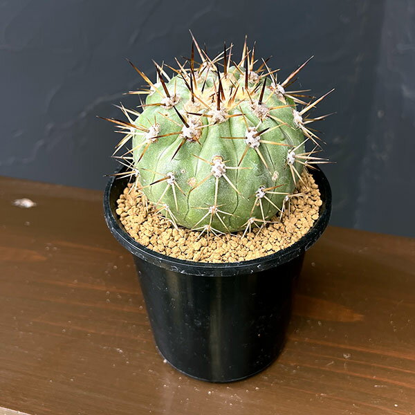 観葉植物/コピアポア：コルムナアルバ “孤竜丸” 3.5号