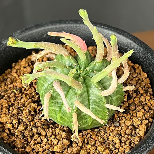 多肉植物 サボテンの仲間 現品販売観葉植物/ユーフォルビア：スーパーバリダ（カクト・ロコ実生特選株） 3号鉢植え26-01★現品販売★多肉植物で有名なナーセリーカクトロコで交配育種されたスーパーバリダの実生選抜株です！球状のユーフォルビア。トゲのように見えるのは花茎が枯れて残ったもので、とても個性的です。多肥にせず、ゆっくり育てることで綺麗な球形を保ちながら成長します。学名Euphorbia meloformis v. valida 原産地南アフリカ タイプトウダイグサ科の多肉植物耐寒温度5℃以上育て方：日当たりのよい場所を好みますが、真夏の直射日光は葉焼けする場合があります。水やりは春〜秋までは乾いたらたっぷりと与えてください。真冬は水やりを控えめにします。■ご注意・現品販売です。写真はお届けする株の画像ですが、植物は日々生育等により状態が変化するため、お届け時に株姿が若干異なる場合があります。・複数店舗で同時販売しているため、ご注文のタイミングにより、商品がお届けできなくなる場合があります。ご注文受付後に在庫確認を行い、改めてメールにてご連絡いたします。ユーフォルビア：スーパーバリダ（カクト・ロコ実生特選株） 3号鉢植え26-01の栽培ガイド観葉植物の管理方法