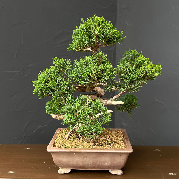 楽天市場】トウヒ（盆栽｜花・観葉植物）：花・ガーデン・DIYの通販