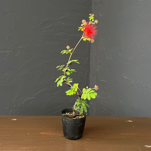 楽天市場】ネムノキ（盆栽｜花・観葉植物）：花・ガーデン・DIYの通販