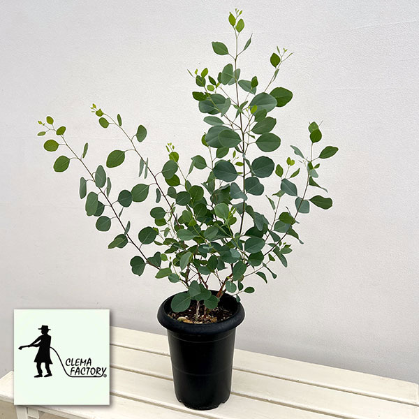 楽天市場】ユーカリ 鉢植え（植木｜ガーデニング・農業）：花