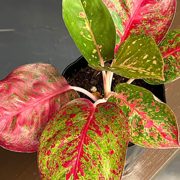 観葉植物/アグラオネマ：レッドワークス 4.5号鉢植え