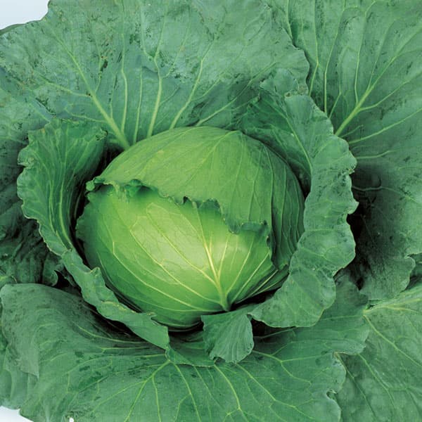 サカタ交配の優良品種 秋キャベツ野菜の苗/キャベツ：藍天（らんてん）2.5−3号ポット入り 2株セットキャベツ「藍天（らんてん）」は、サカタ交配の暑さに強い中早生〜中生種のキャベツです。定植後約60-65日で収穫でき、石灰欠乏症などの生理障害や病気に強く、高温期でも甘みがあって歯切れの良いきれいなキャベツが作れます。肉質はしっかりしていて、食感は滑らかでゴワゴワ感が少ないです。高温期でも腐れや裂球が遅く、育てやすい品種。寒冷地の夏どりや、温暖地の初秋どりに向いています。タイプ : 耐寒性1年草 植え付け適期：8-9月（地域により異なります）収穫期 :9月下旬-11月中旬 （地域により異なります）日当り : 日当りを好む 育て方 : 日当たりの良い場所を好みます。用土に緩効性肥料を混ぜて植えつけてください。株間35cmほどあけ、密植を避けます。丸く結球したら根元から切り取り収穫してください。玉の形ができた後に内側から外枠を満たすように肥大充実が進行します。そのため、結球初期では玉の形ができていても内部が十分にしまっていないことがあります。玉の内部がしっかりと締まっていることを確認してから収穫をしてください。キャベツ：藍天（らんてん）2.5−3号ポット入り 2株セットの栽培ガイドマルチシートのタイプと張り方（野菜の栽培用）