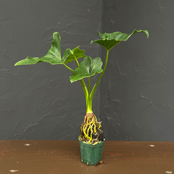 楽天市場】フィロデンドロン セローム（花・観葉植物｜花・ガーデン