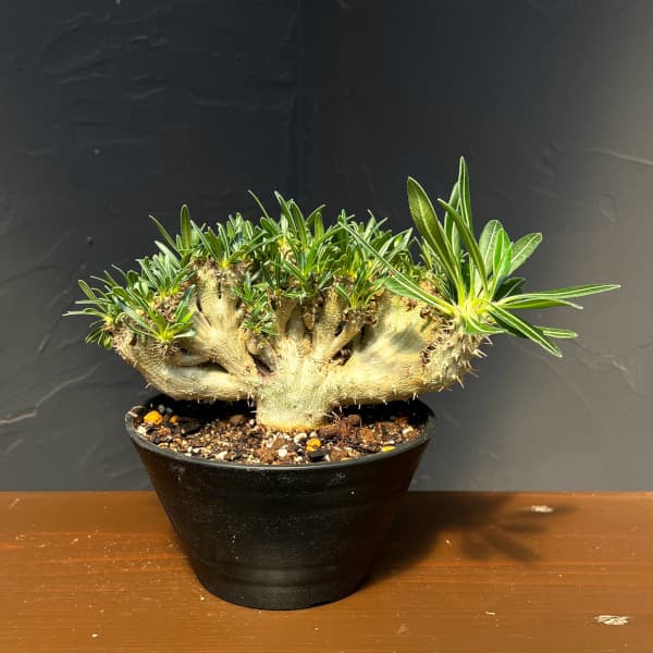 楽天市場】綴化（花・観葉植物｜花・ガーデン・DIY）の通販