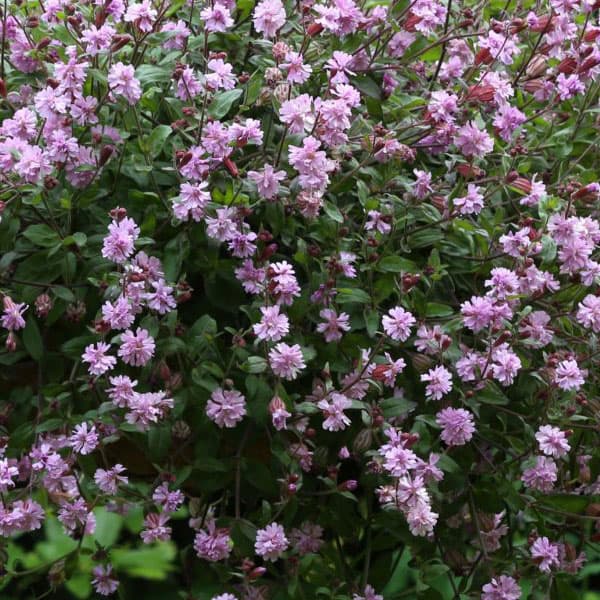 楽天市場】シレネ 苗（花の苗物｜苗物）：ガーデニング・農業<花
