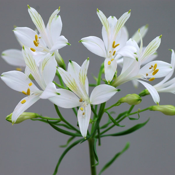 小型 4月〜6月開花 原種ならではの野趣とシャープな花姿！球根/アルストロメリア(耐寒性)：リグツリグツ・アイスホワイト1球原種ならではの野趣あふれるシャープな花姿が魅力のアルストロメリア。寒さにも強く、花壇や庭植えの後方にまとめて植えるととても華やかです。また、花持ち・水あげもよく高さもあるので切花としても利用できます。フラワーアレンジ、花壇のボーダーにどうぞ。リグツリグツ・アイスホワイトは、日本で流通しているガーデンアルストロメリアの親で、リグツ系と言われる原種の一つ、リグツリグツの実生生産をを繰り返して出現したアルビノ種です。リグツリグツ同様、丈夫で育てやすく、特に灰色カビ病に強い性質があるため作りやすい品種です。英名：Alstroemeria ligtuligtu“Ice white”タイプ：アルストロメリア科アルストロメリア属の多年草（球根植物）草丈：60〜80cm開花期：4月下旬〜6月上旬用途：鉢植え、花壇日照：日なた耐寒性：マイナス10度まで栽培方法：春は日当たりが良く夏は半日陰となるような場所を選び、緩効性の化成肥料を一握り施し混ぜ合わせて植え付けます。鉢植えは6号以上の深鉢に植えます。鉢土の表面が乾いたら水をあげてください。肥料は液肥を月2回与えます。アルストロメリアは高温多湿が苦手なので、水はけ、風通しよく管理するのがコツです。雨水が停滞する所は盛土をして水はけを良くしてください。花が咲き終わったら、花茎を根元から引き抜きます。夏は葉が枯れて休眠します。水やりを控えて乾燥気味に管理し、球根の腐敗を防ぎます。秋になるとまた根元から芽が伸びます。2、3年に1回、9月または3月に株分けを行います。ポットやプランターの場合は茎葉が霜枯れする頃、防寒のため鉢ごと地中に埋め込むとよいでしょう。写真は開花時のイメージです。★バラ球を無地袋に詰めた状態でお届けします。カラーラベルは付いていません★※球根の表皮が剥けていたり、細かな傷がある場合がありますが、生育には支障ありません。アルストロメリア(耐寒性)：リグツリグツ・アイスホワイト1球の栽培ガイド秋植え球根のダブルデッカー植え球根の植付け秋植え球根庭でも切り花でも楽しめる、アルストロメリアの育て方