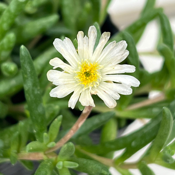 草花の苗/マツバギク：おひさま花火 リド ホワイト3号ポット 6株セット