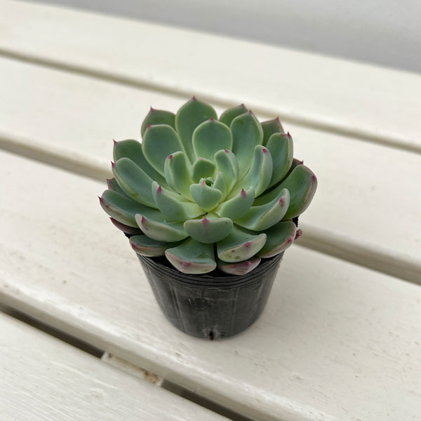 観葉植物/エケベリア：七福美尼 2号ポット
