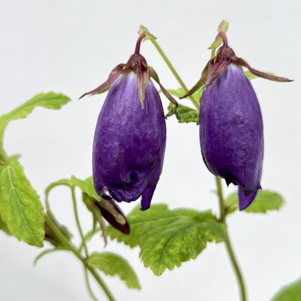 草花の苗/カンパニュラ：インディゴ...