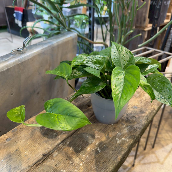 観葉植物/ポトス：ビクトリー 3.5号潤流鉢入り