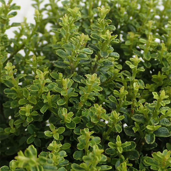 ���� ���ڤ���/�ץ�ڥåȡ����꡼�󥰥����Х�5��ݥå�