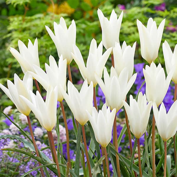 球根/チューリップ（原種系）：クルシアナ シルビア3球セットのサムネイル