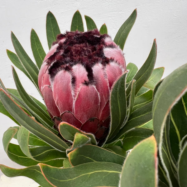 楽天市場】苗 プロテアの通販