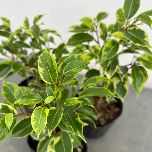 観葉植物/フィカス：ベンジャミン・ラブリー 3号ポット