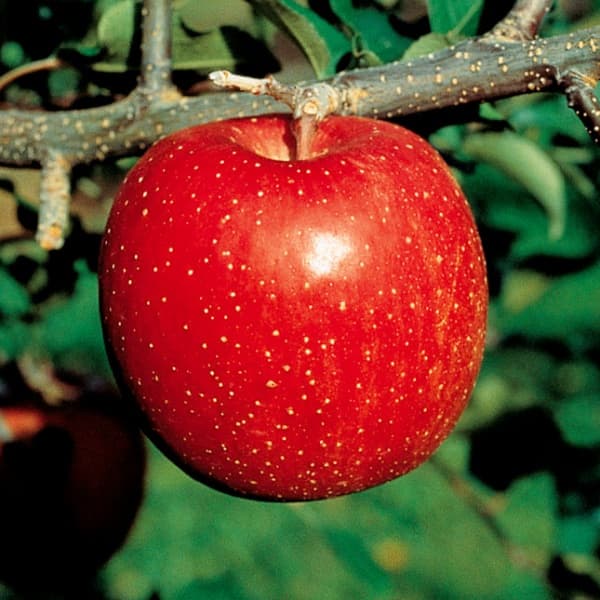 �̼�����/��󥴡�̴�Ĥ���ʤ��Ĥ����4��5��ݥå�