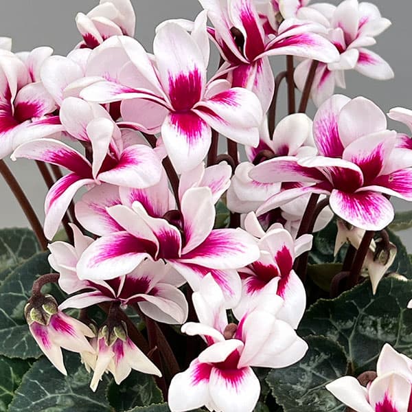 シクラメン：チモ ピコティ バイカラーパープル4号鉢植え