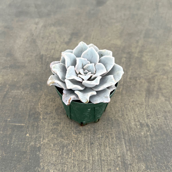 観葉植物/エケベリア：クリスペイトビューティ 2号ポット