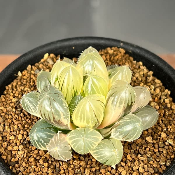 楽天市場】ハオルチア オブツーサ錦の通販