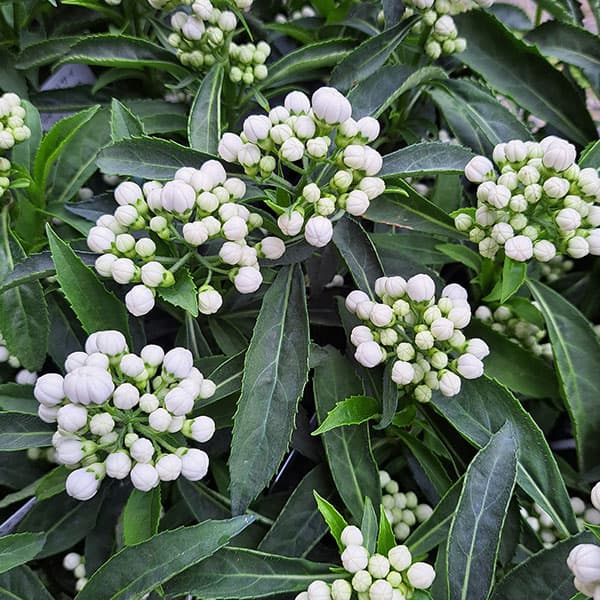 花木庭木の苗/アジサイ：常山白花3...