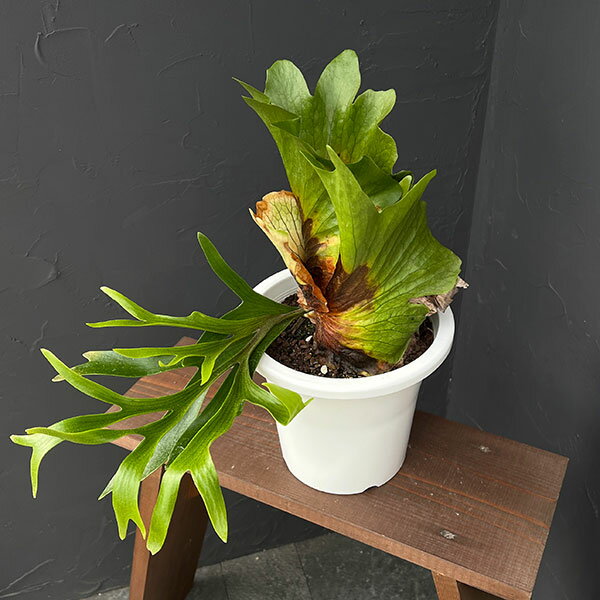 ビカクシダ　人気のピユーチヤン　株分け品 楽天市場】コウモリラン 株分けの通販