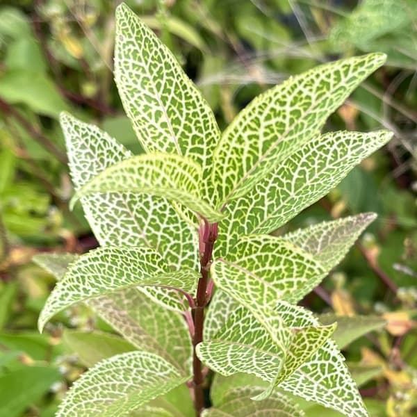 チョウセンレンギョウ 苗の商品画像
