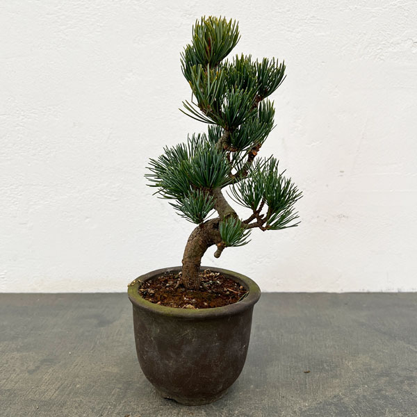 ゴヨウマツ（五葉松）：小品盆栽 25-03