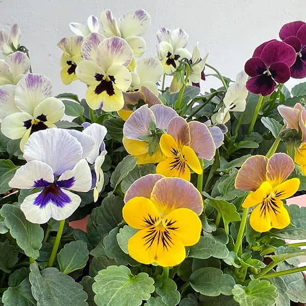 ��֤���/�ӥ��顧�ӥ��꡼�� �ȥ�ˡ��ϥߥå���3.5��ݥå�