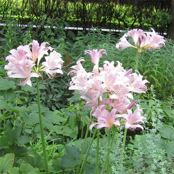 Rakuten - 草花の苗/[送料無料]ヒガンバナ（彼岸花・リコリス）：桃花（スプレンゲリ）3.5号ポット 12株セット