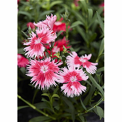 草花の苗/[送料無料]（わけあり特価）ダイアンサス：スープラ・スカーレットピコティ3.5号ポット 12株セット