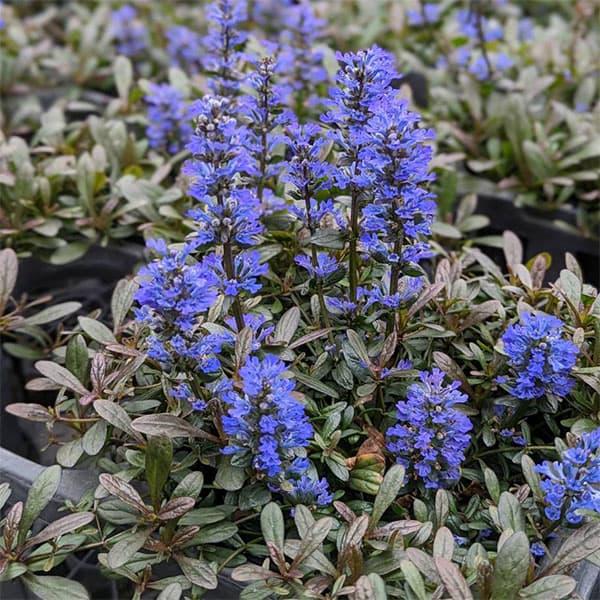 [����̵��]�����奬���ե������ե�� �Ρ��֥�ʥ����󥲡���3.5��ݥå� 12�����å�