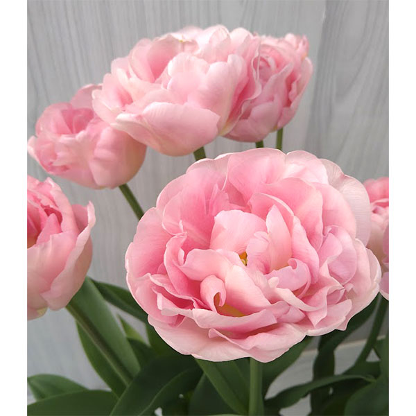 チューリップ：マリアージュ 5号鉢植え