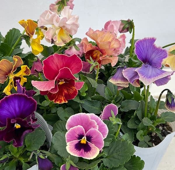 楽天市場】フリル ビオラ（ガーデニング・農業｜花・ガーデン・DIY）の通販