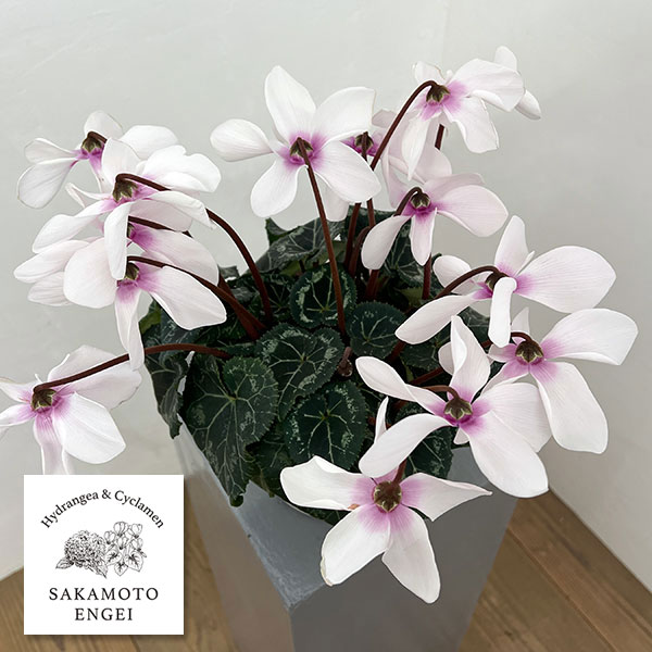 シクラメン：オートジャイロ（25-02）5号鉢植え【現品販売】