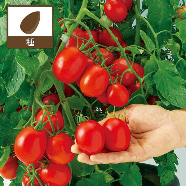 トマト：すずこま の種[野菜タネ]