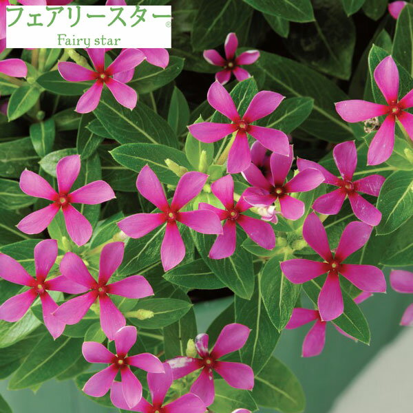 草花の苗/ニチニチソウ：フェアリースターパープル4号ポット(R)