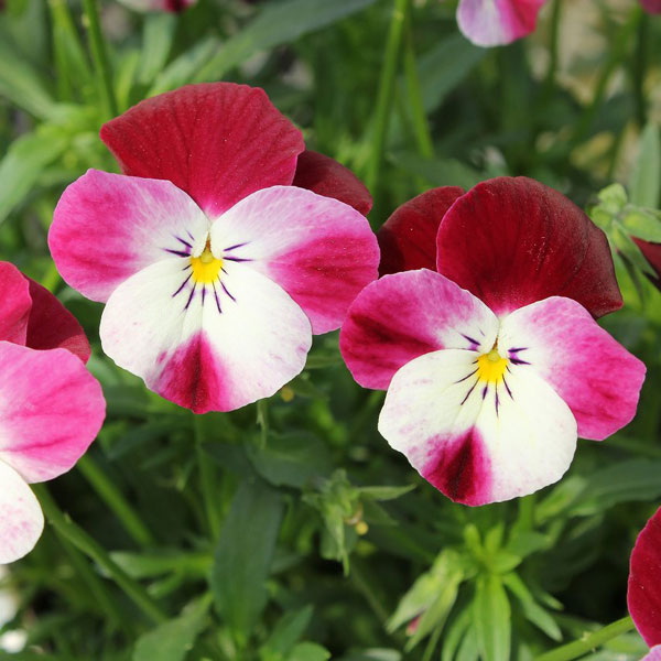 草花の苗/見元園芸さんのビオラ：春ららら3-3.5号ポット* 3株セット