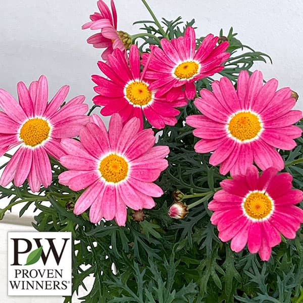 草花の苗/マーガレット：ストロベリーホイップ4号ポット*