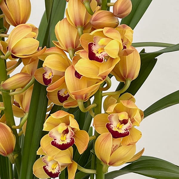 テーブルシンビジウム：穂波2本立ち 5号鉢植え（皿付き）