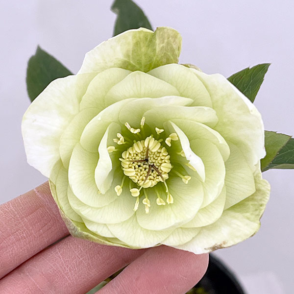 タ*ン様 発送お任せ❣️大木ナーセリー 原種クロアチ×原種トルカ
