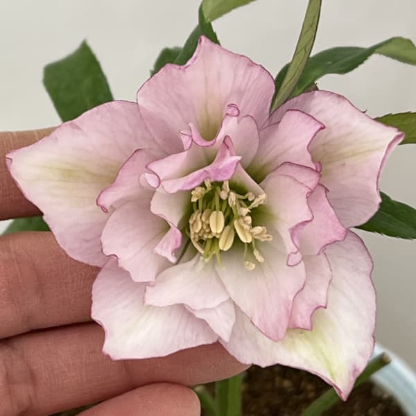 楽天市場】大木ナーセリー クリスマスローズの通販