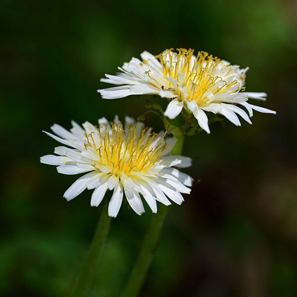 楽天市場】シロバナタンポポの通販