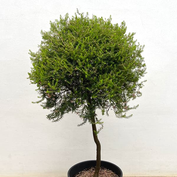 花木 庭木の苗/エリカ：ジャノメエリカ（スタンド仕立て）8号鉢植え