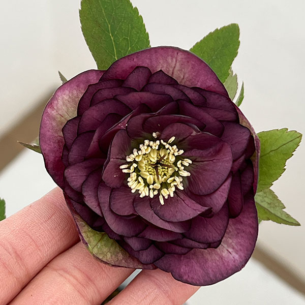 楽天市場】横山園芸（花・ガーデン・DIY）の通販